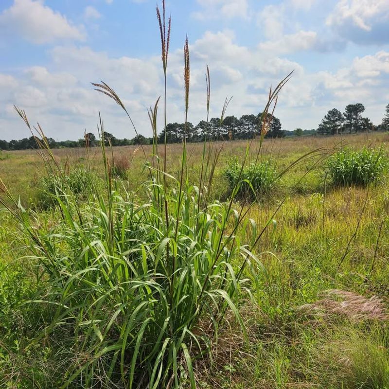 Eastern Gammagrass (Tripsacum Dactyloides)