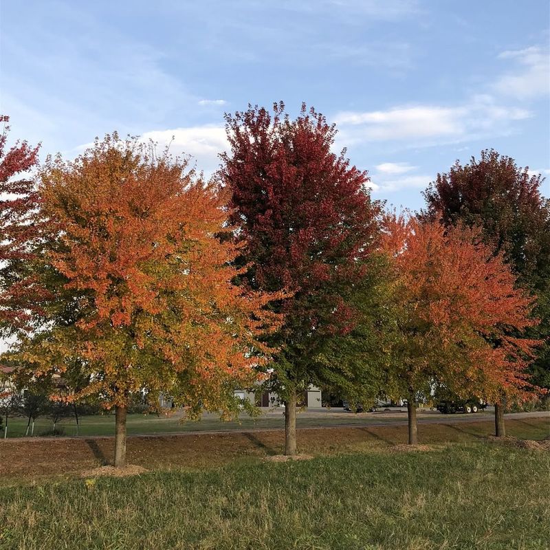 Shared Trees Create Different Rules