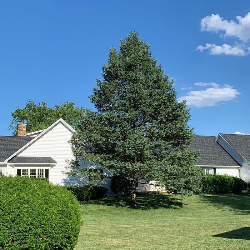 Tree Removal Decisions Belong To The Owner
