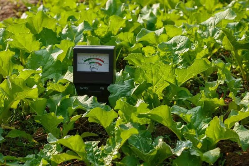 Reducing Soil pH Without Affecting Acidity Levels