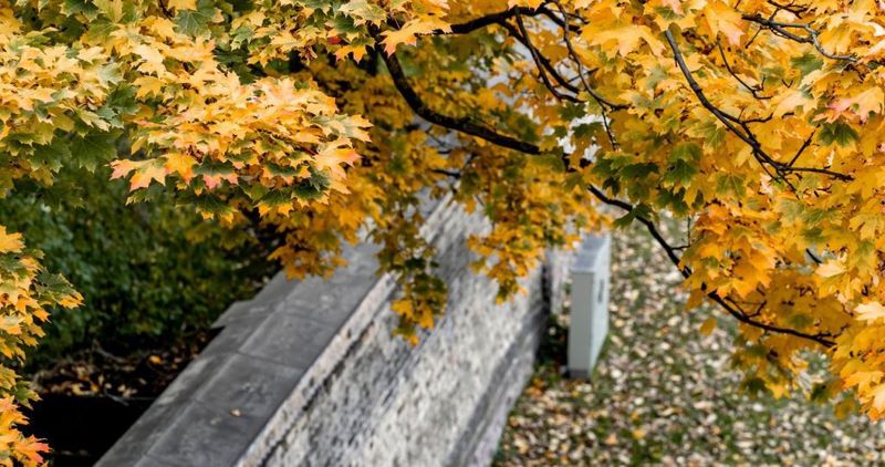 Best Ways To Handle Leaf Disputes Peacefully