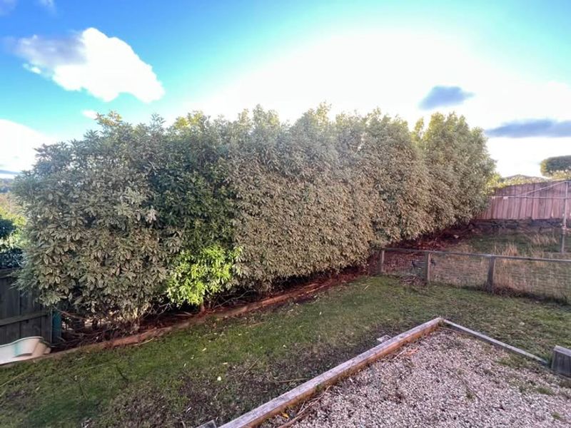 Liability Issues When Trimming Goes Wrong