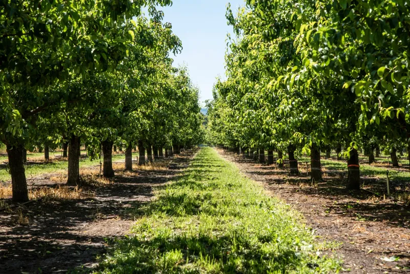 Commercial Orchards Have Different Legal Protections