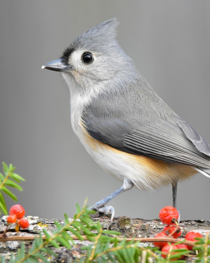 Water Sources Attract Birds During Dry Periods