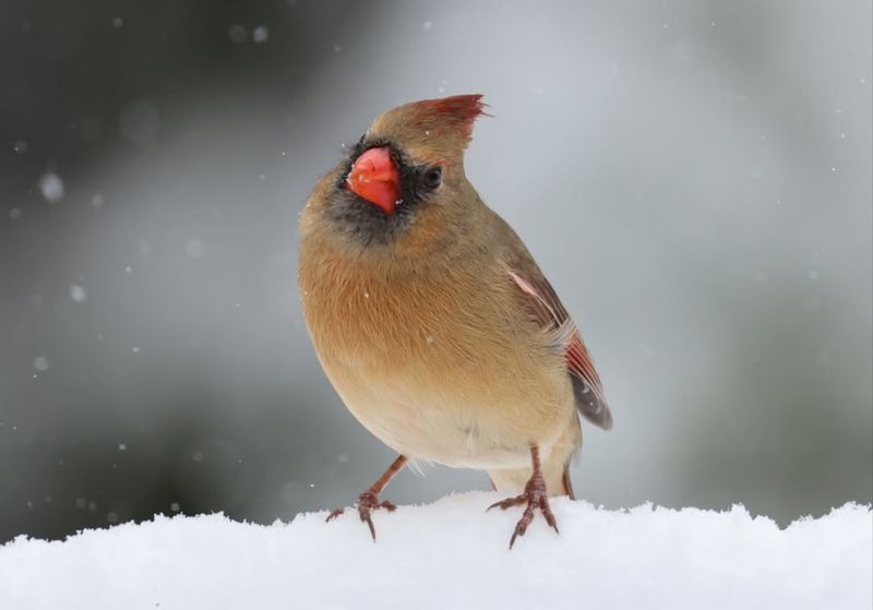 Extreme Weather Patterns Alter Cardinal Behavior