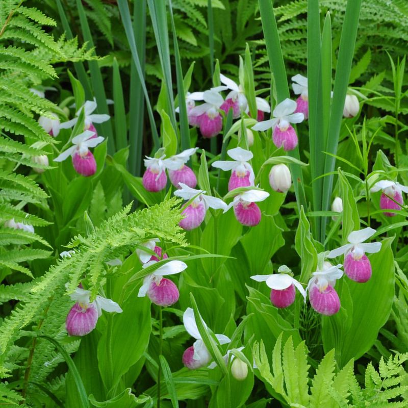 They Play A Role In Maine's Forest Ecosystem Balance