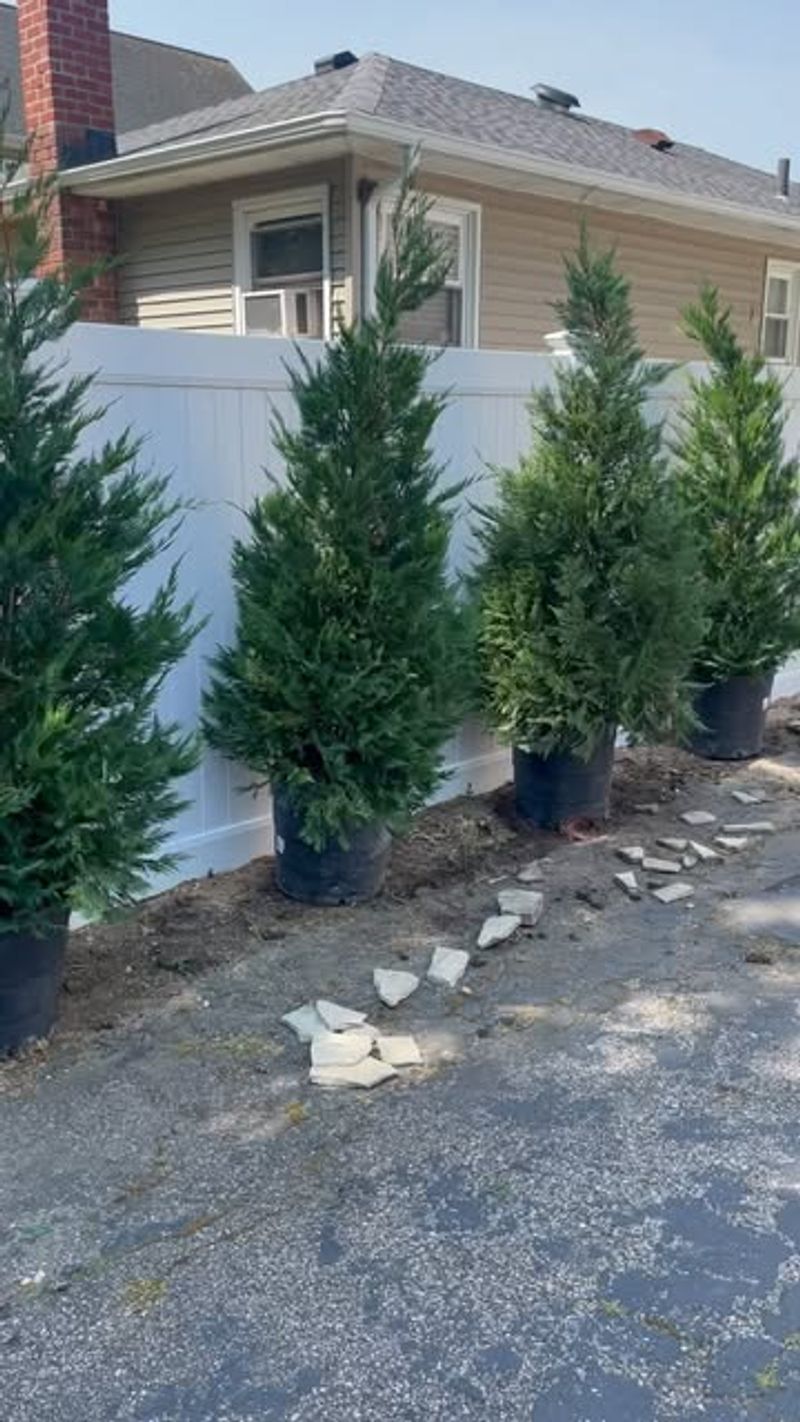 Leyland Cypress