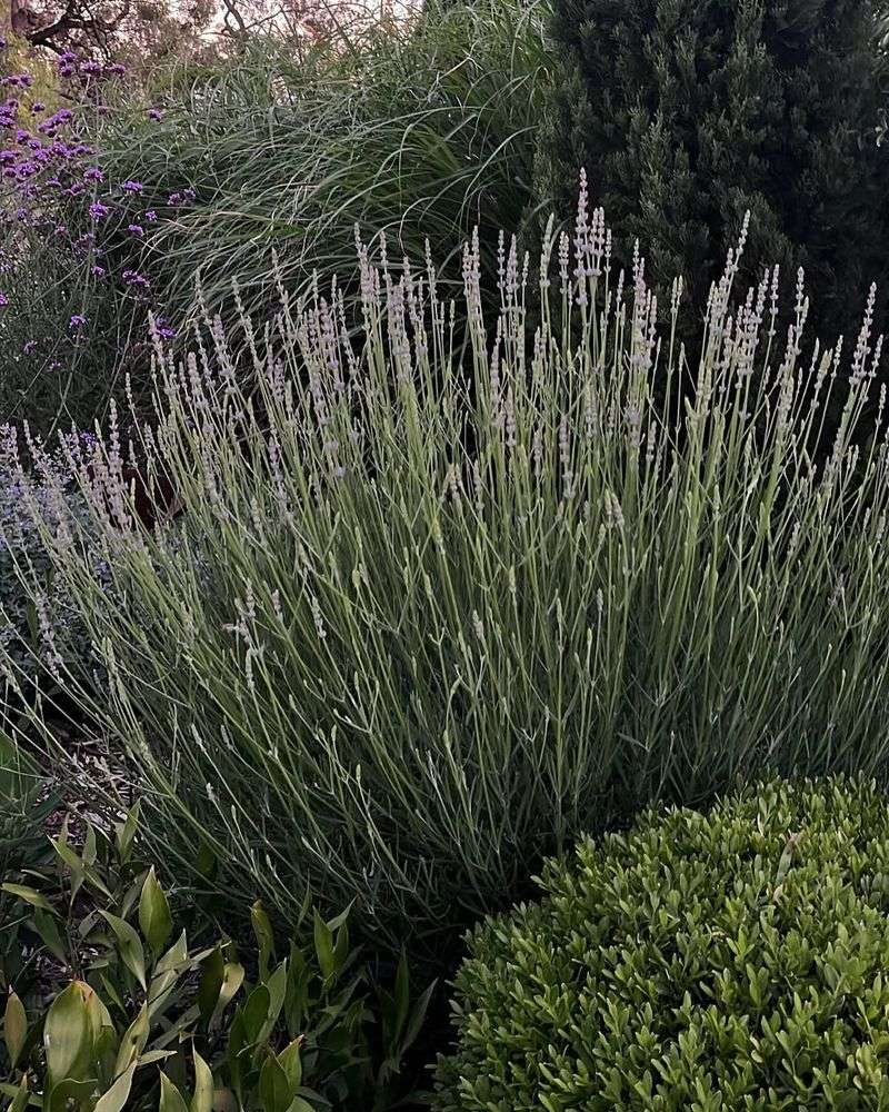 Year-Round Evergreen Interest