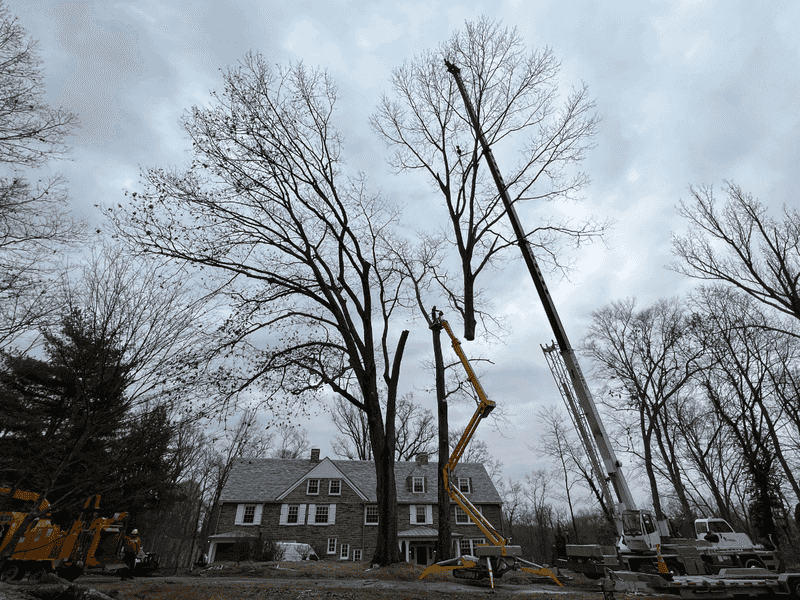 Understanding Liability For Trimming And Falling Limbs