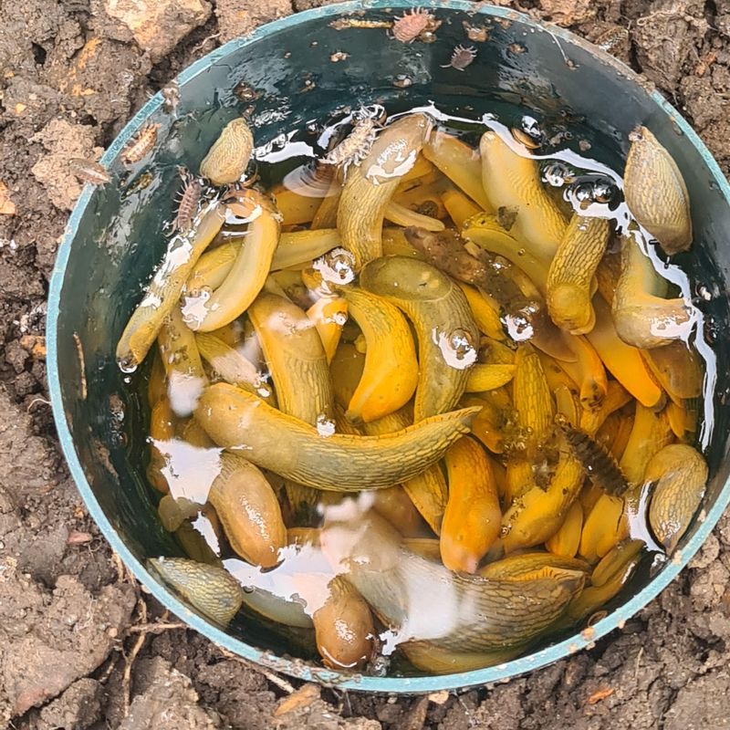 Beer Traps Attract And Capture Snails Effectively