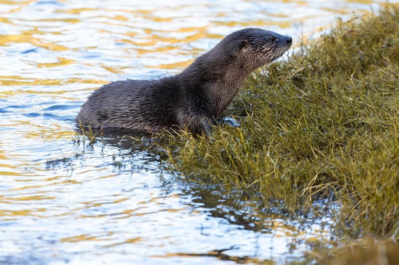 River Otters