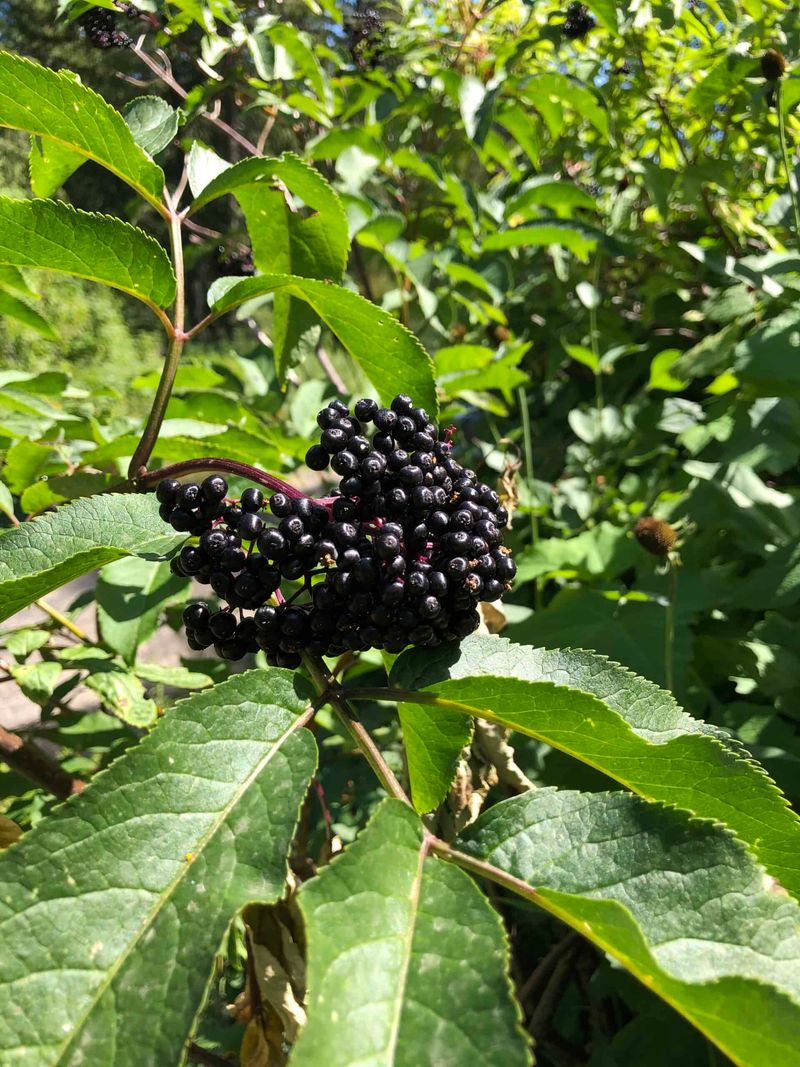 No Special Equipment Or Hormones Are Required