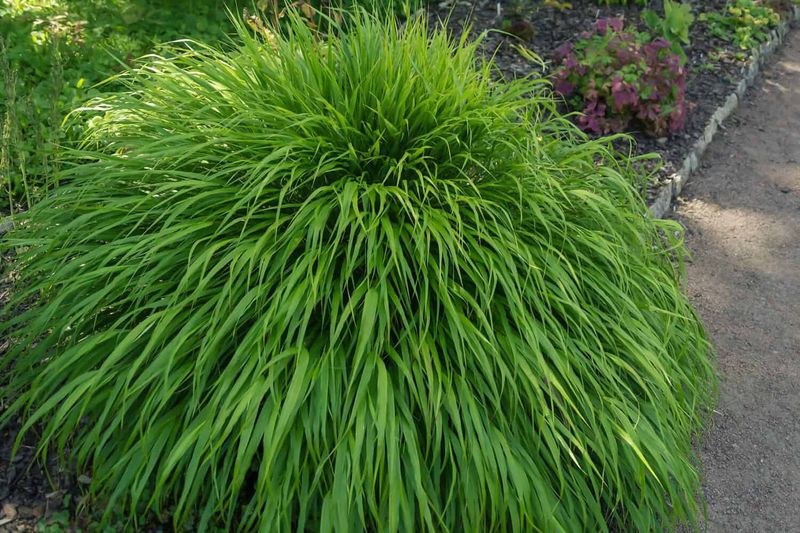 Japanese Forest Grass