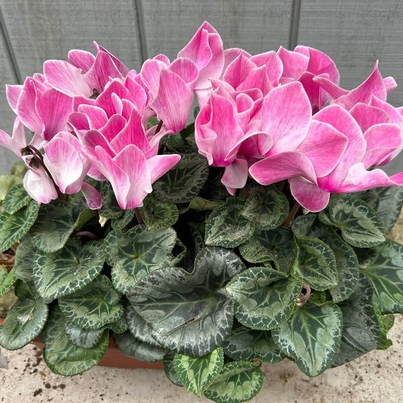 Mineral Deposits From Hard Water In Georgia Areas