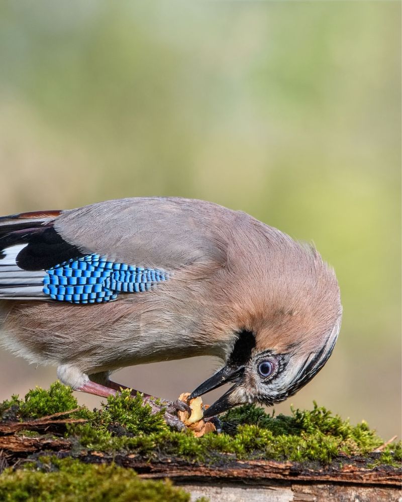 Abundant Oak Trees Producing Fewer Acorns