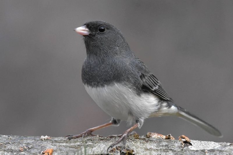 Juncos' Social Behavior Creates Visible Flocking Patterns
