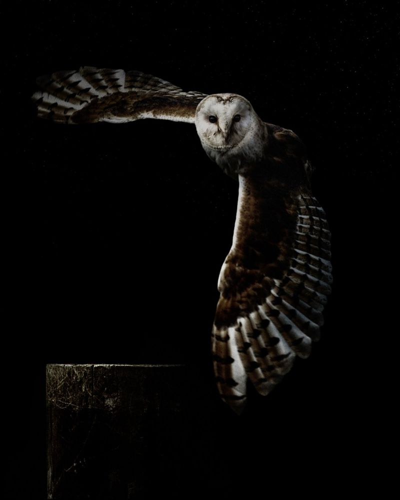 Increased Outdoor Lighting Attracts Prey Animals