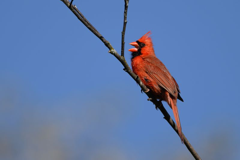 Natural Food Crop Failure In Wild Areas