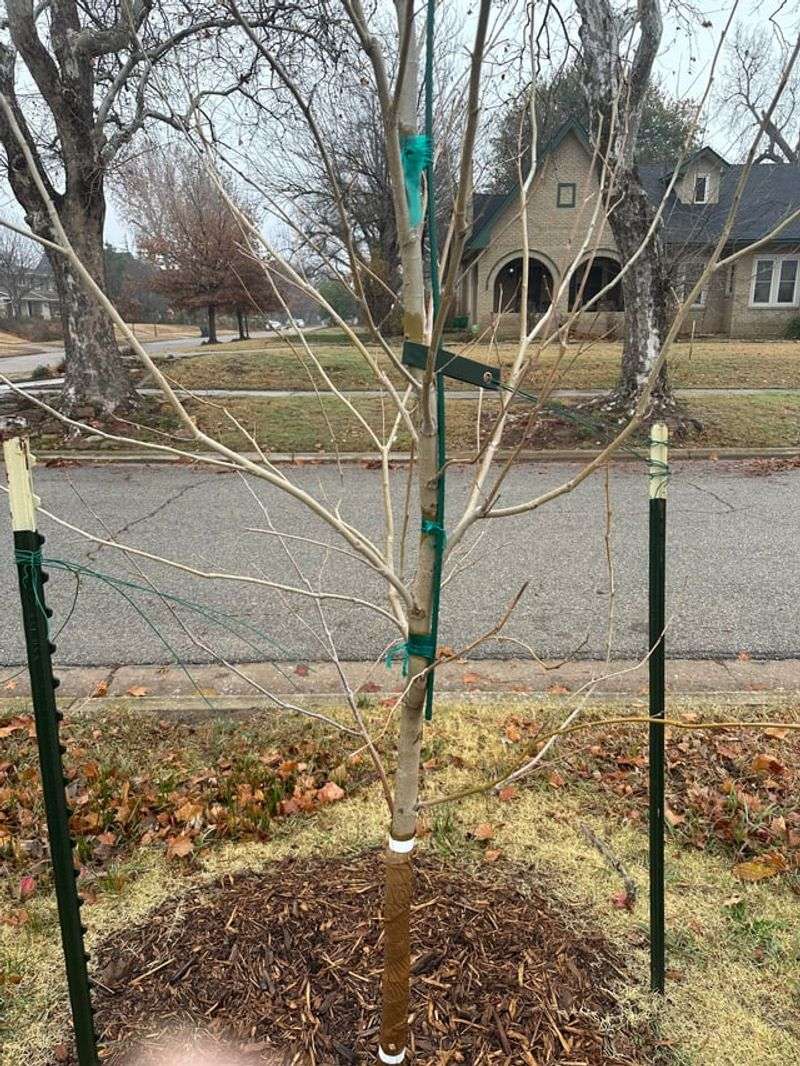 Protect Young Trees With Burlap Wraps Or Tree Guards