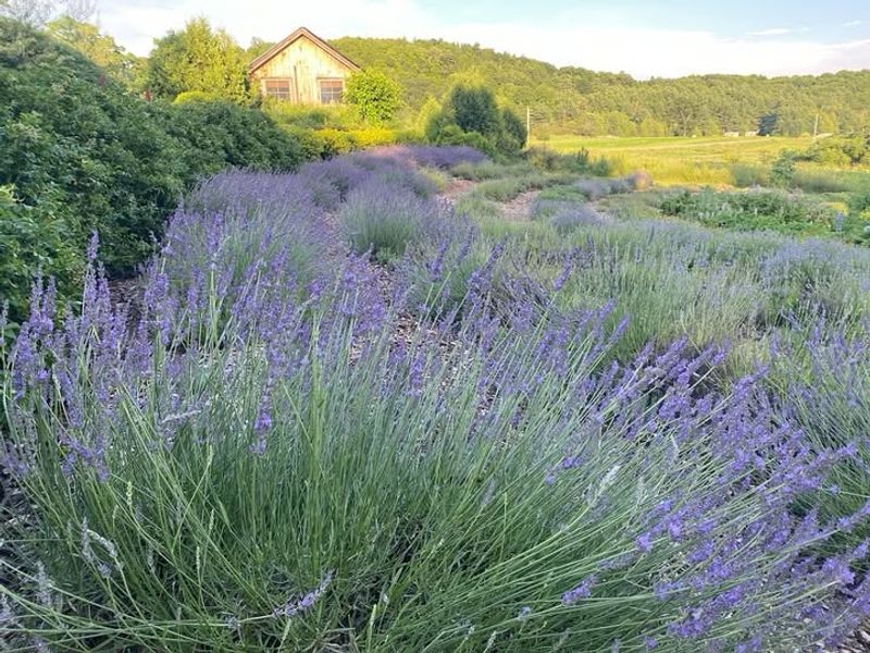 Lavender Gardens Support Mental Wellness