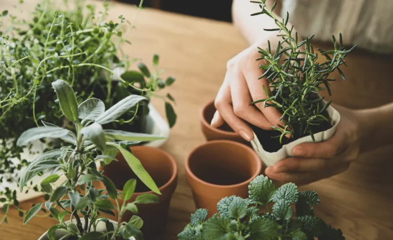 Pest Prevention In Indoor Illinois Herb Gardens