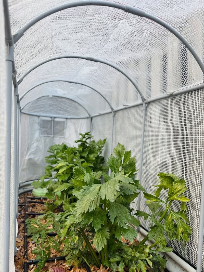 Using Cold Frames Or Low Hoops
