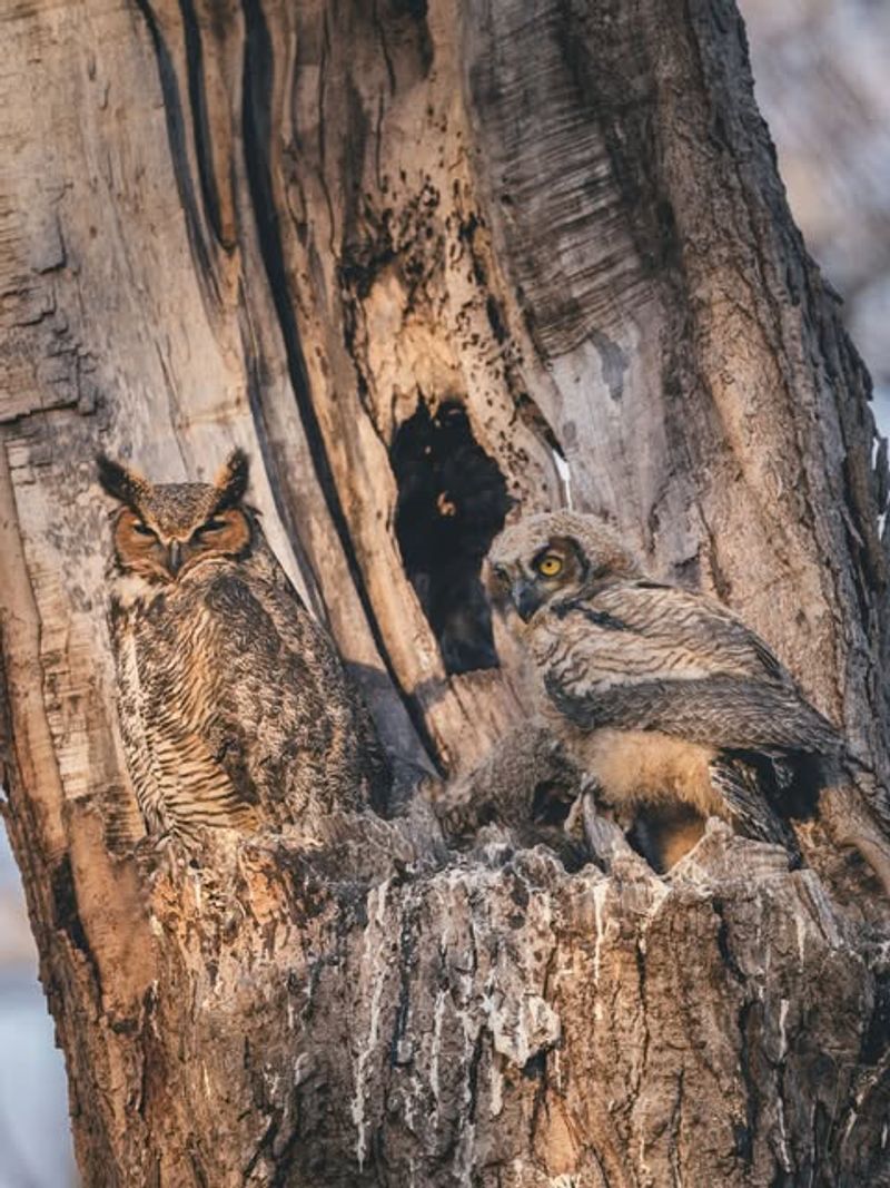Owls
