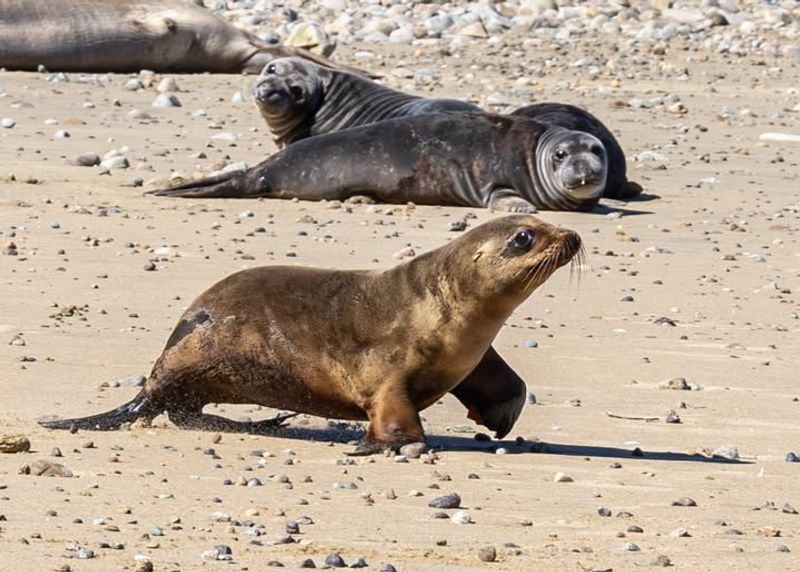 Seals And Sea Lions On Coastal Properties