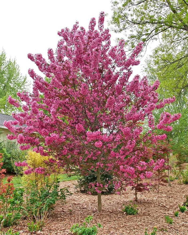 Crabapple