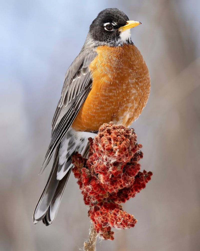Sumac Clusters Feed Overwintering Birds
