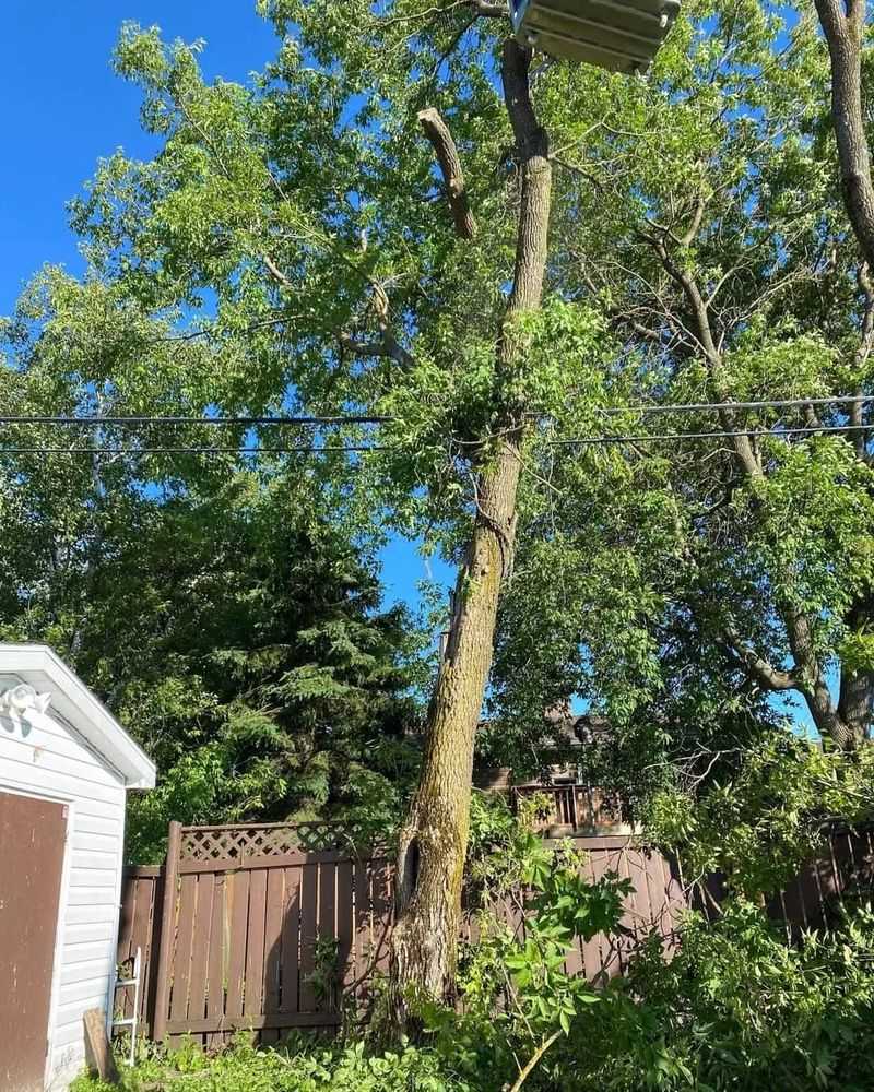 Homeowners Insurance Typically Covers Tree Damage But Not Cleanup