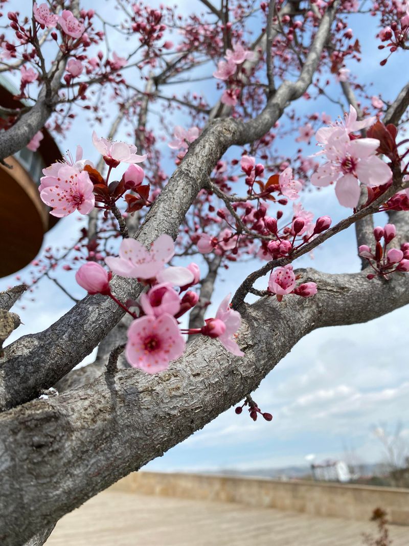 Bloom Timing Gets Disrupted