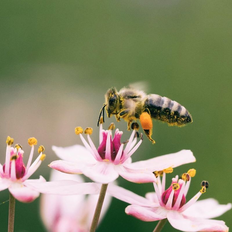 Support For Beneficial Insects And Garden Ecosystem