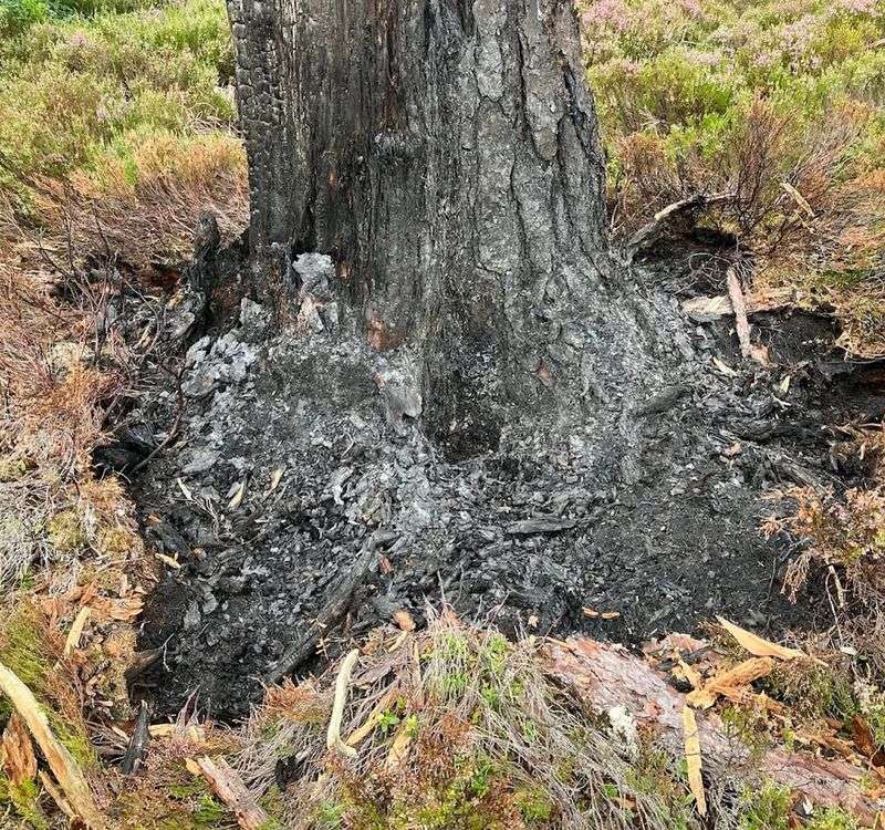 Dry Or Dangerous Trees Are A Different Legal Matter