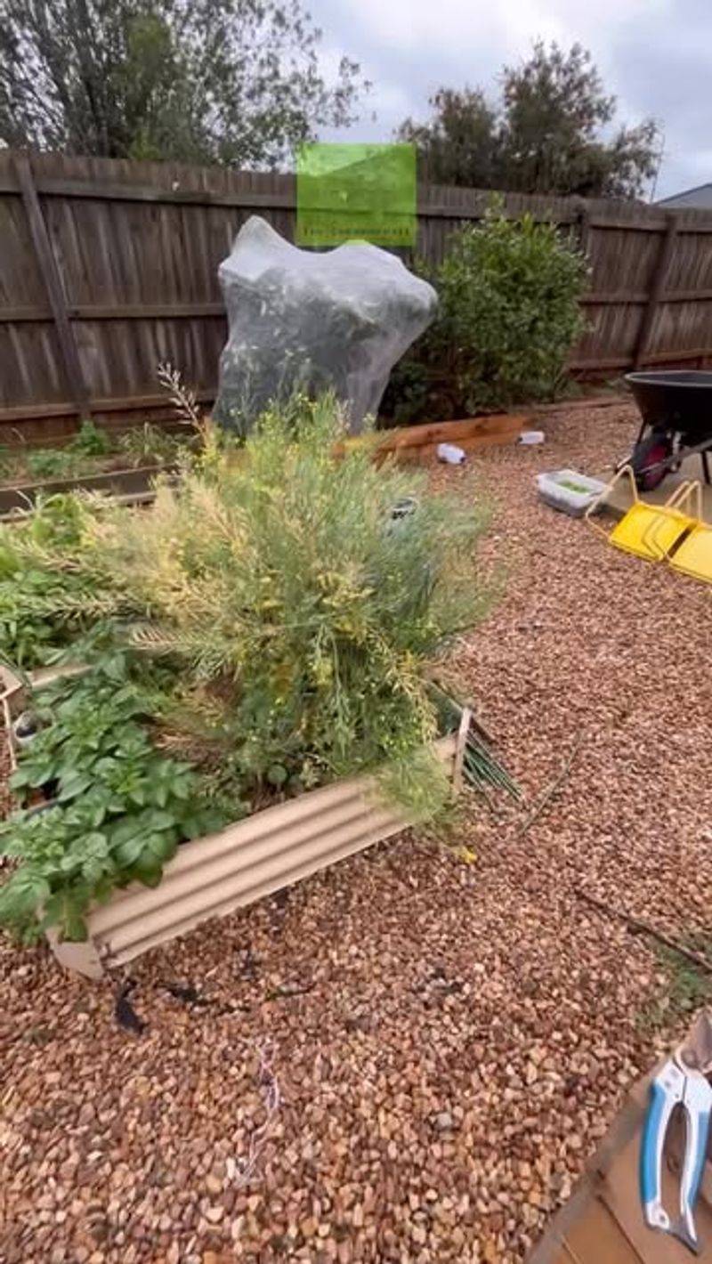 Windbreaks Reduce Cold Stress