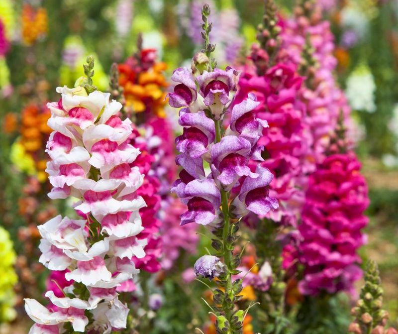 Snapdragons