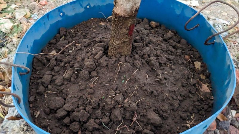 Root System Has Developed Unevenly