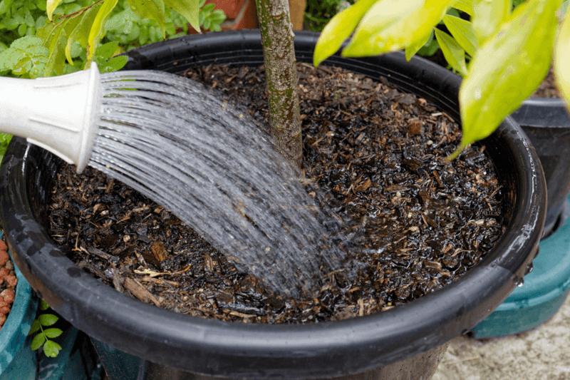 Containers Without Adequate Drainage Holes Trap Water