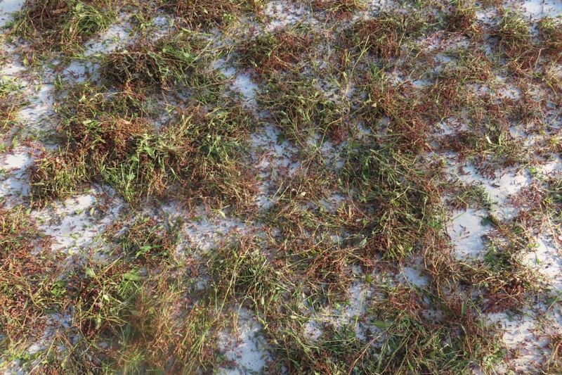 Increased Lawn Fertilization In Late Fall Fuels The Problem