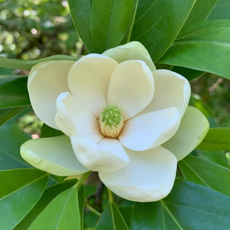 Magnolia (Southern Magnolia And Sweetbay)