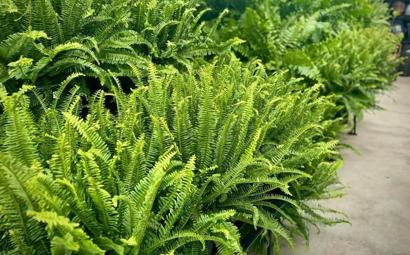 Ferns