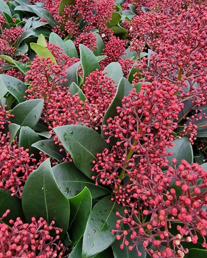 Skimmia Japonica