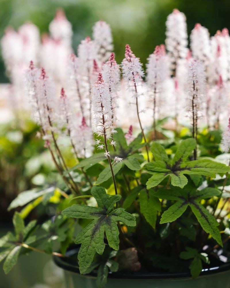 Tiarella