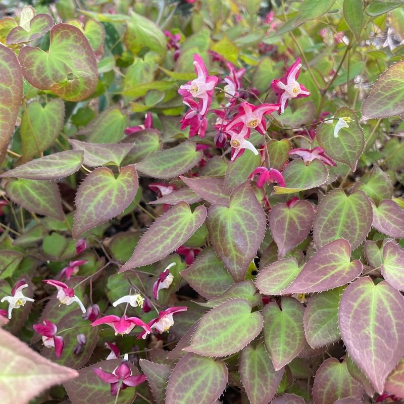 Epimedium Creates Weed-Suppressing Groundcover