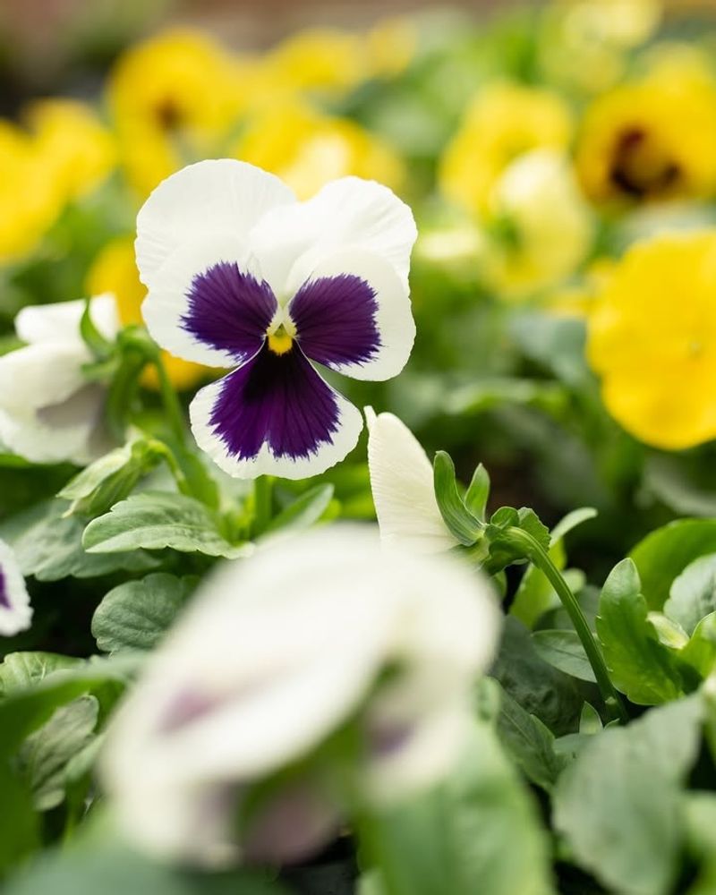Winter Pansies Add Cheerful Faces To Cold-Weather Landscapes