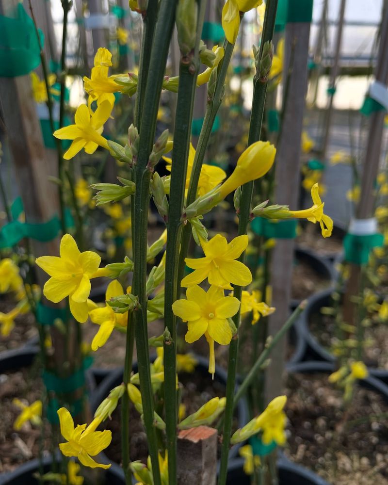 Winter Jasmine (Jasminum Nudiflorum)