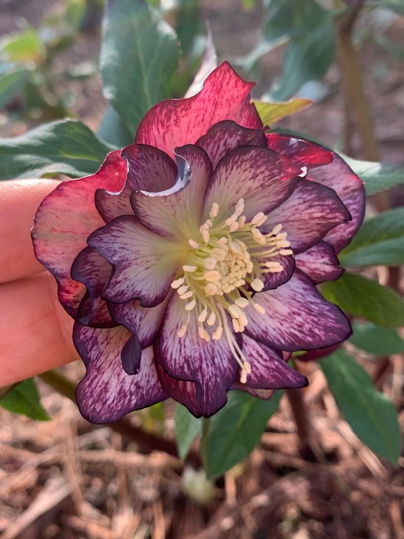 Helleborus x hybridus