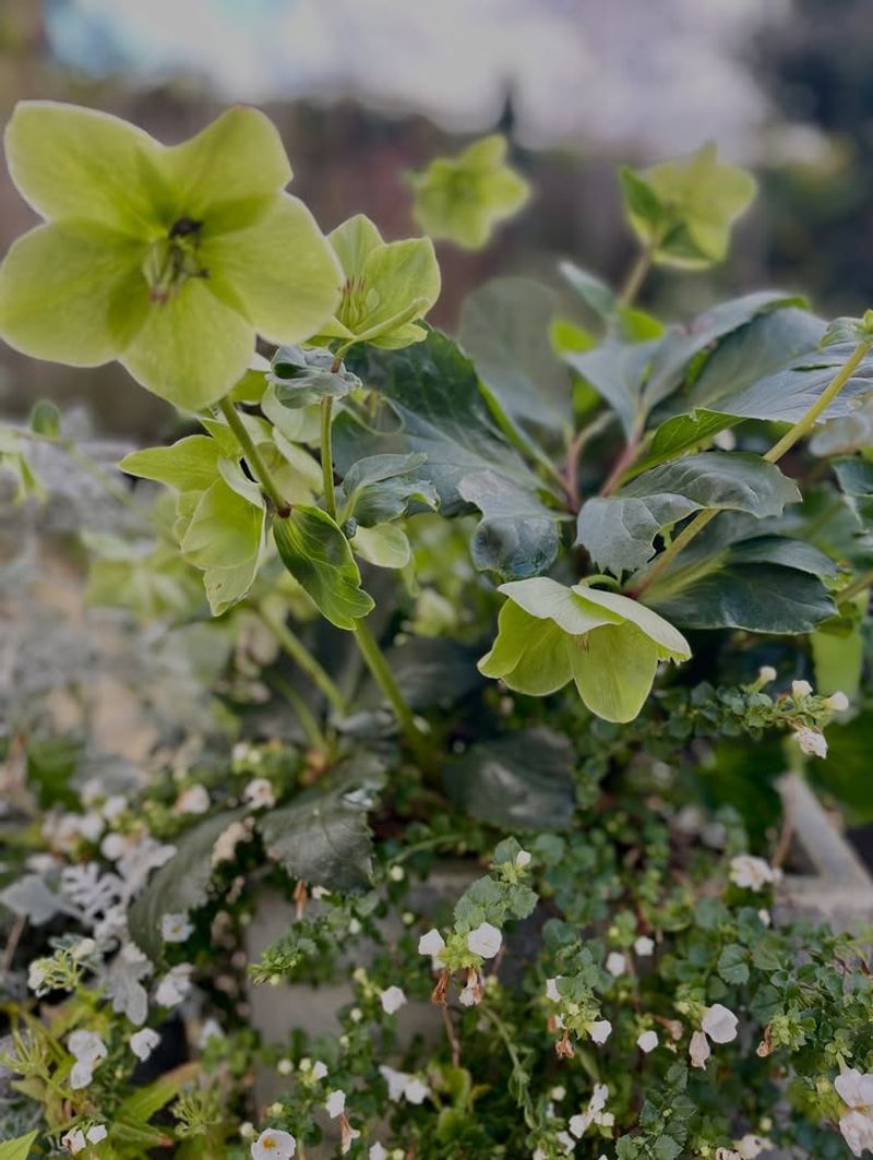 Helleborus sternii