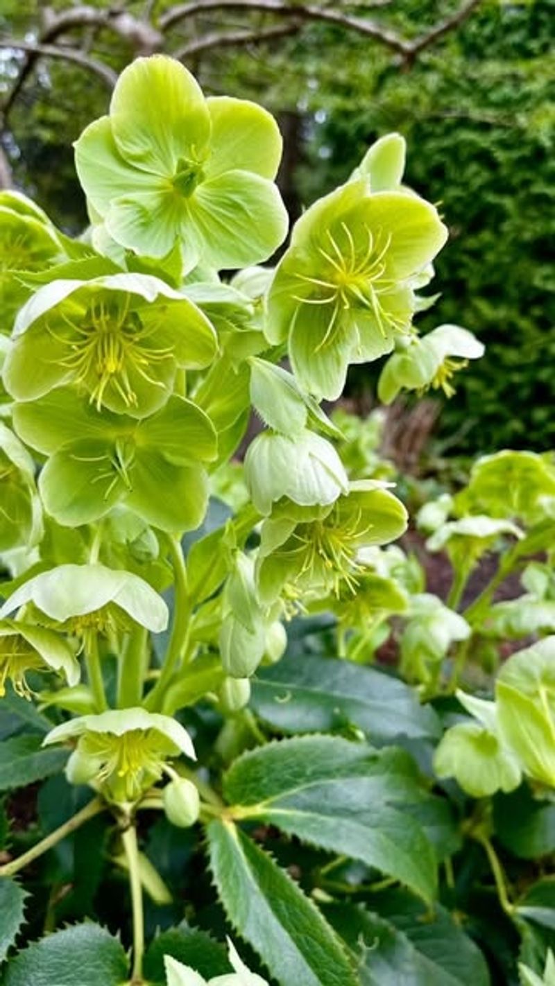 Helleborus argutifolius