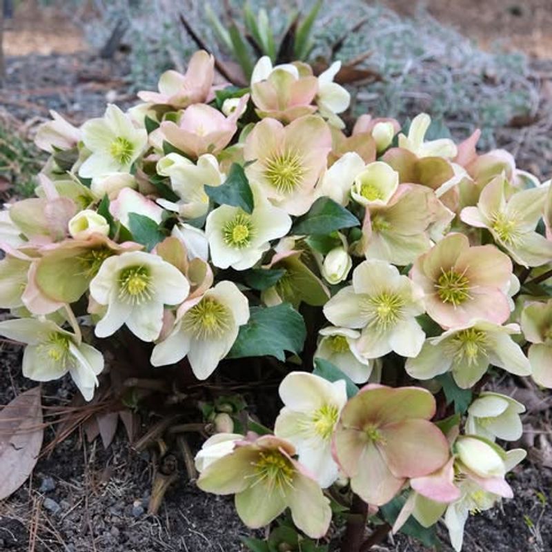 Helleborus ericsmithii